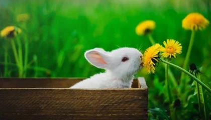 AYX官网-揭秘电竞选手职业周期与转型路径，电竞职业选手有前途吗