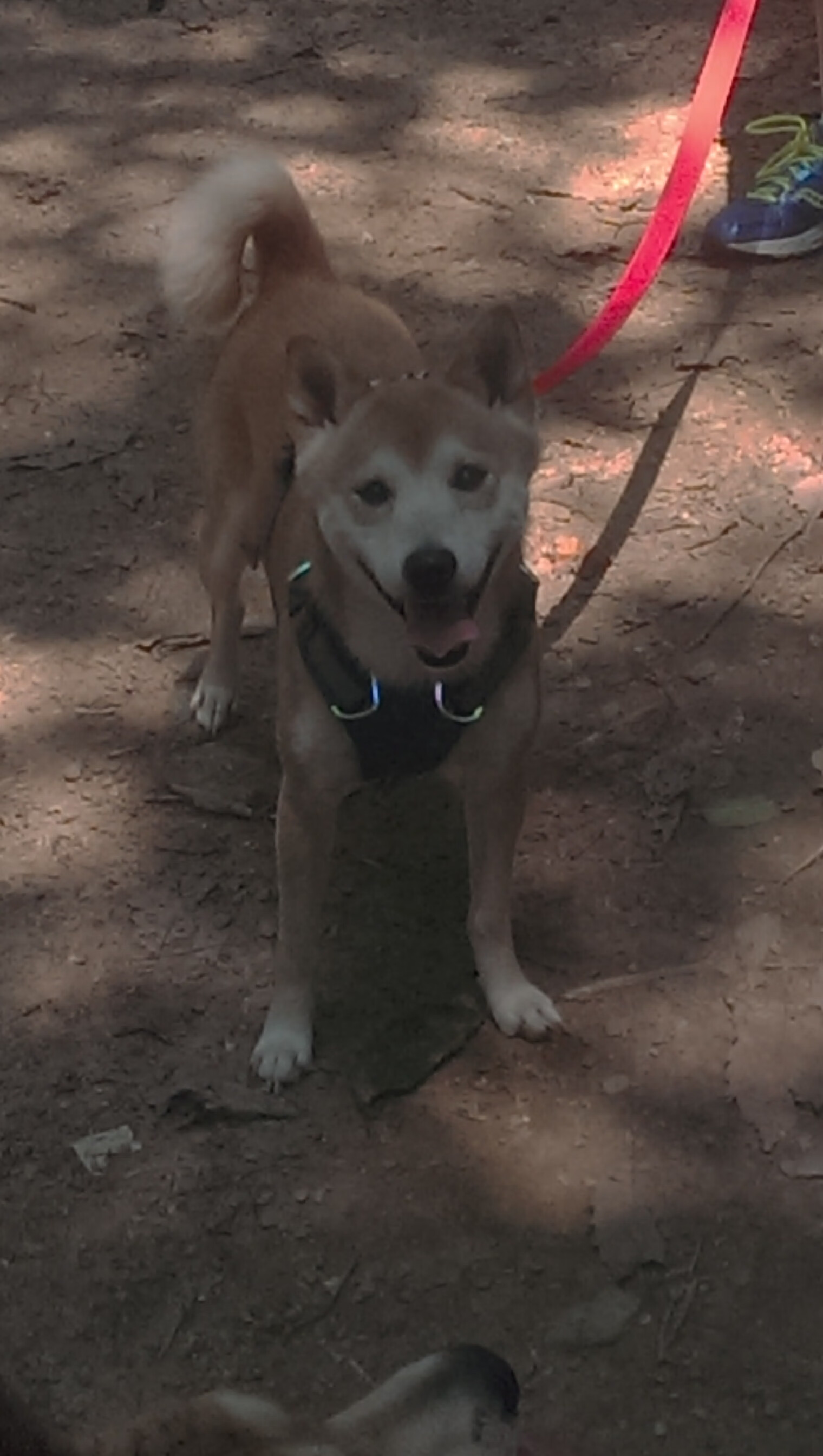 WRC巴西站:雨林中的泥泞PK赛,巴西经典比赛