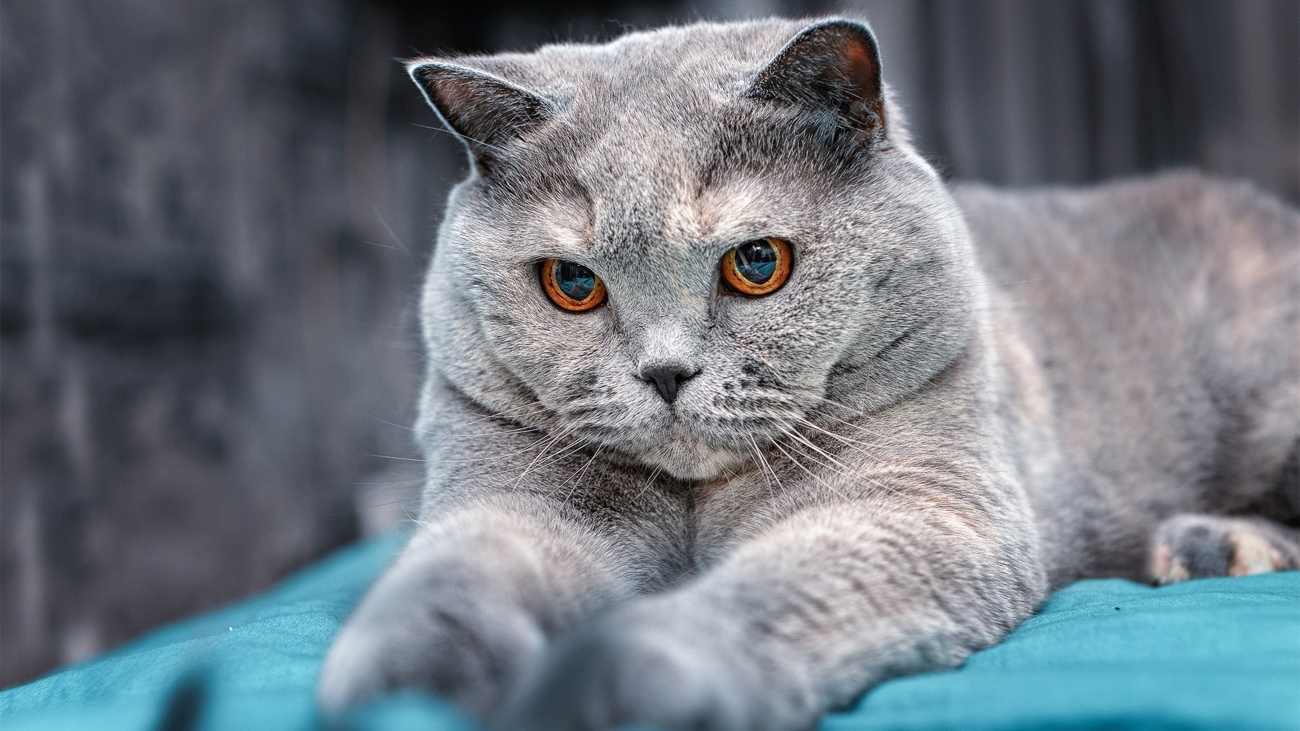 爱游戏体育官方网站-【攻守平衡】顶级运动员利用战术实现全场掌控，攻守兼备的足球运动员