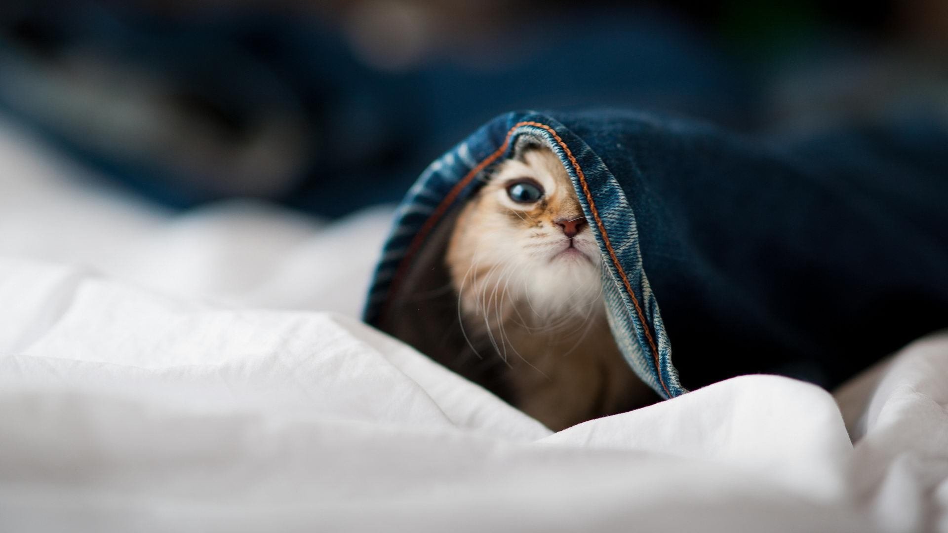 爱游戏在线登录入口-意甲豪门重视青训，打造“未来之星”摇篮，意大利足球未来之星