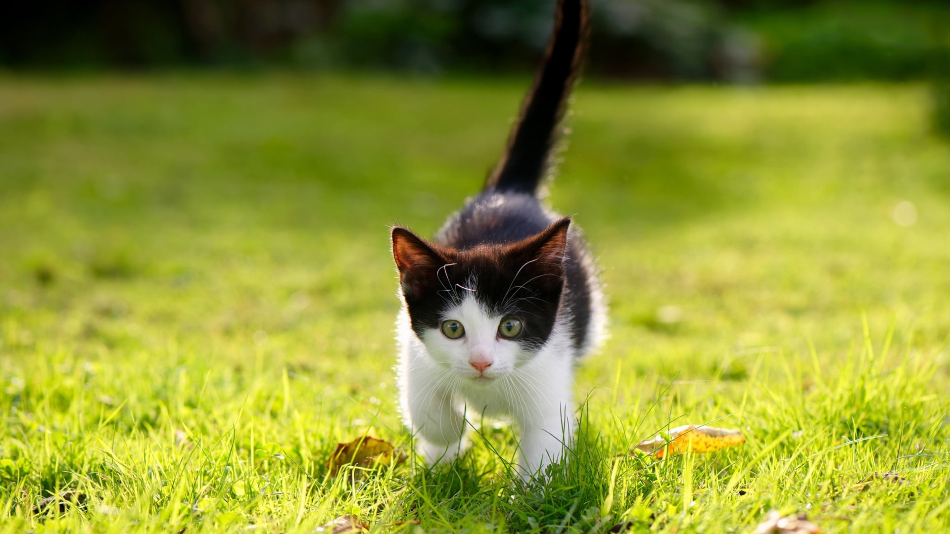 爱游戏app下载-经典回归：F1重返传奇赛道，f1最经典的赛道