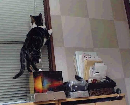 AYX SPORTS-国际米兰击败热那亚，继续领跑榜首，国际米兰击败热那亚,继续领跑榜首是谁