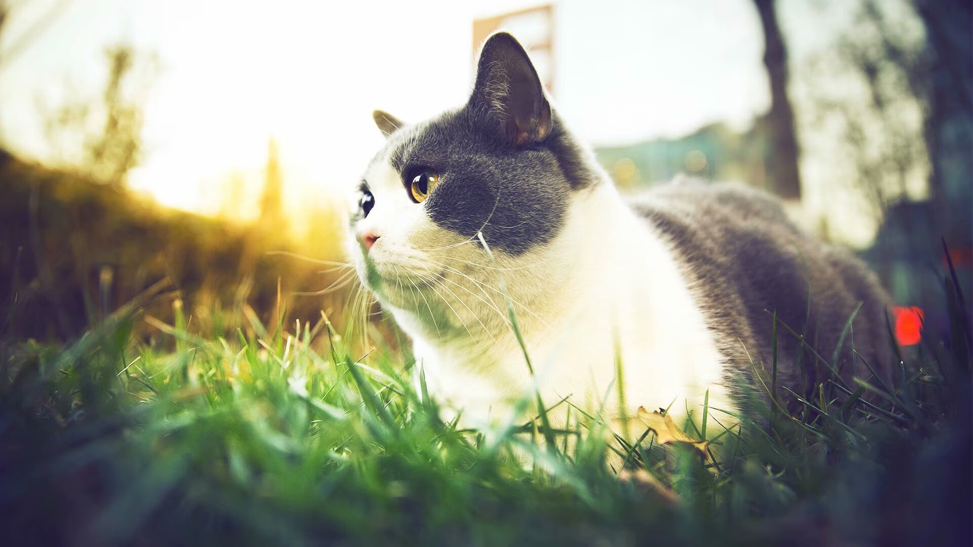 国际米兰前锋射门得手，助球队获得分，国际米兰的门将