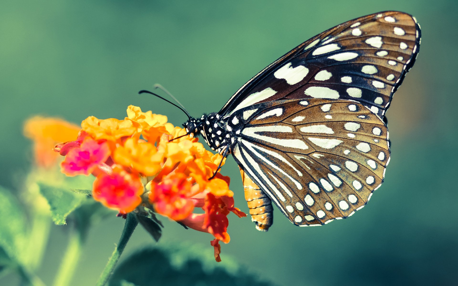 奥格斯堡主场大胜对手，喜迎胜利，奥格斯堡市