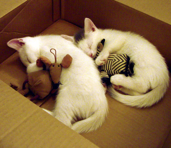 爱游戏-巴拉圭大胜波黑，晋级四分之一决赛，巴拉圭vs波利维亚