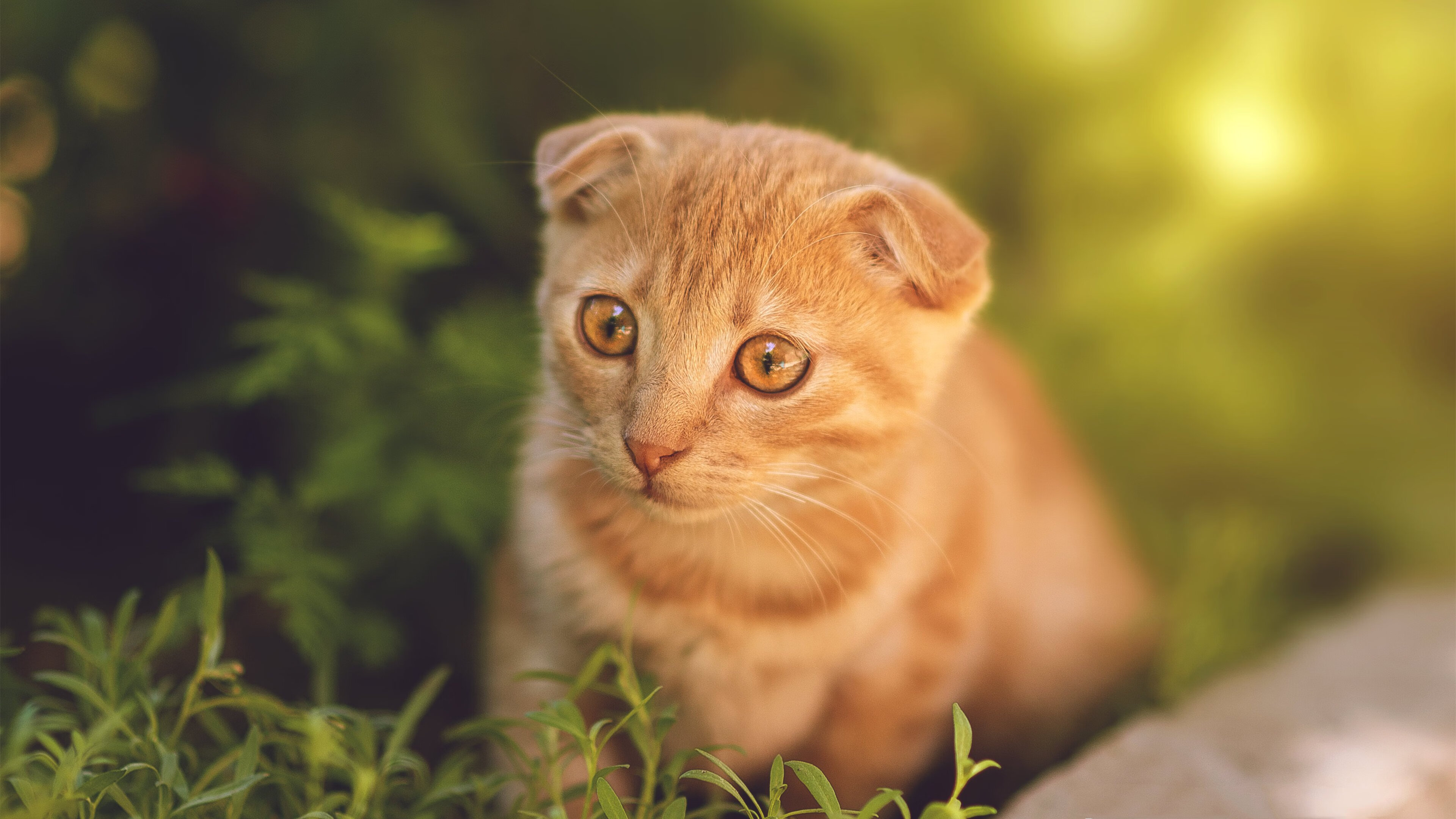 爱游戏在线登录入口-球场风云：掘金与森林狼的较量将产生火花，掘金对森林狼分析