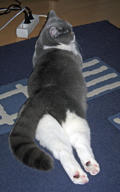 爱游戏娱乐网址-皇马主场连胜被终结，球迷高呼失误必须改进，皇马获胜