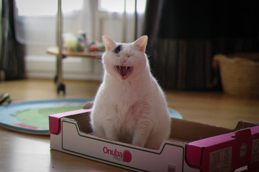 皇马主场逆转胜塞维利亚,维尼修斯梅开二度,皇马1_0塞维利亚