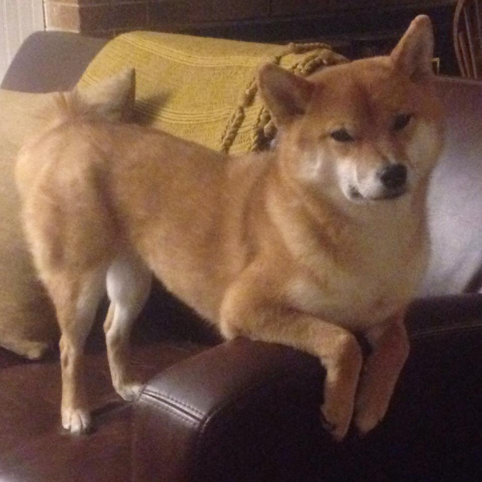 爱游戏娱乐网址-雄马刺队客场夺冠，成功逆转胜出，马刺vs雄鹿赛事推荐