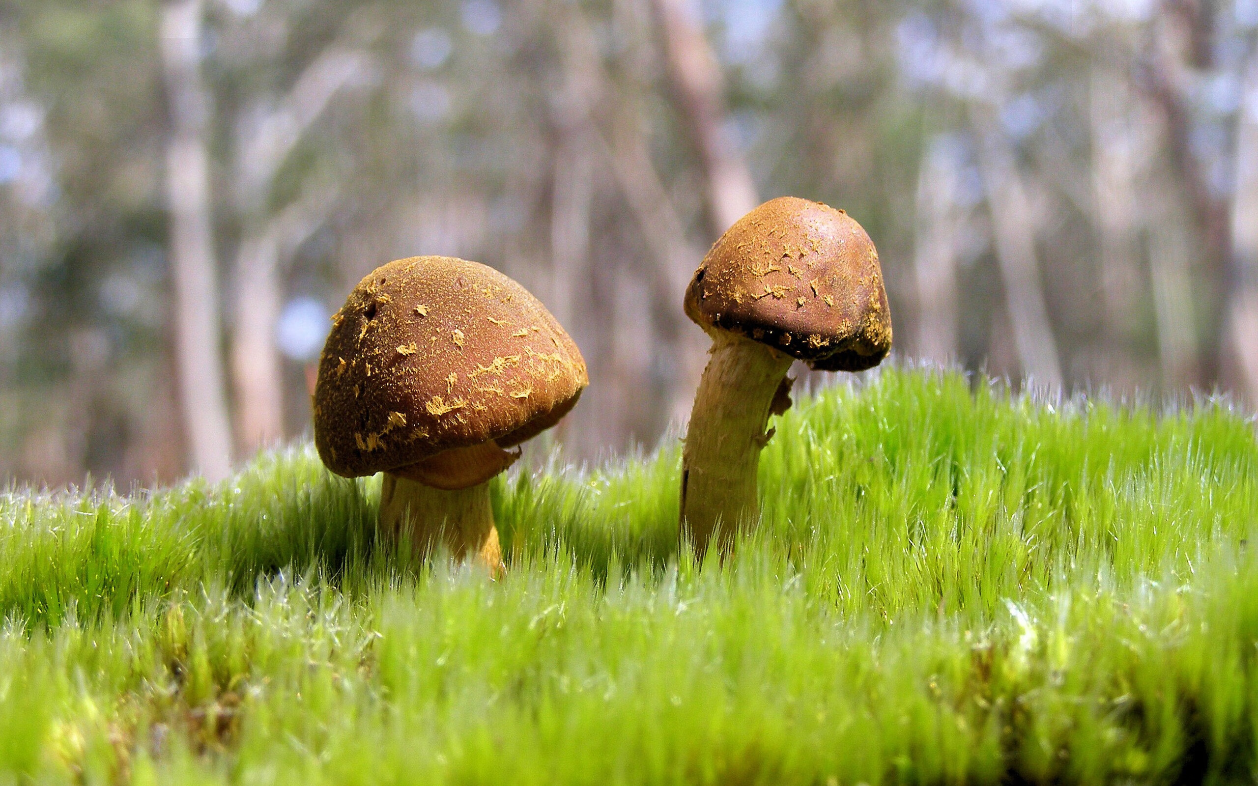 雄鹿大胜热火，关键一役中字母哥罚球绝杀，雄鹿字母哥争冠