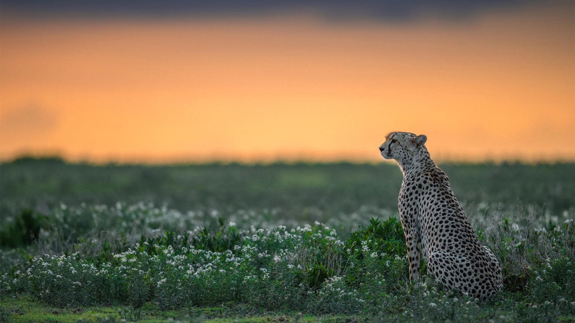 爱游戏在线登录入口-中国女篮提高三分球命中率 助攻进攻多样化，中国女子篮球三对三
