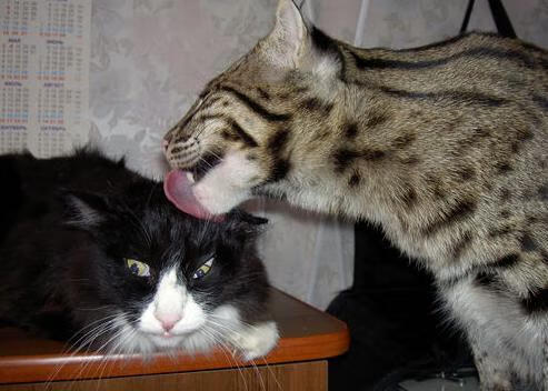 中国男篮快速轮转提升整体防守质量，中国 男篮