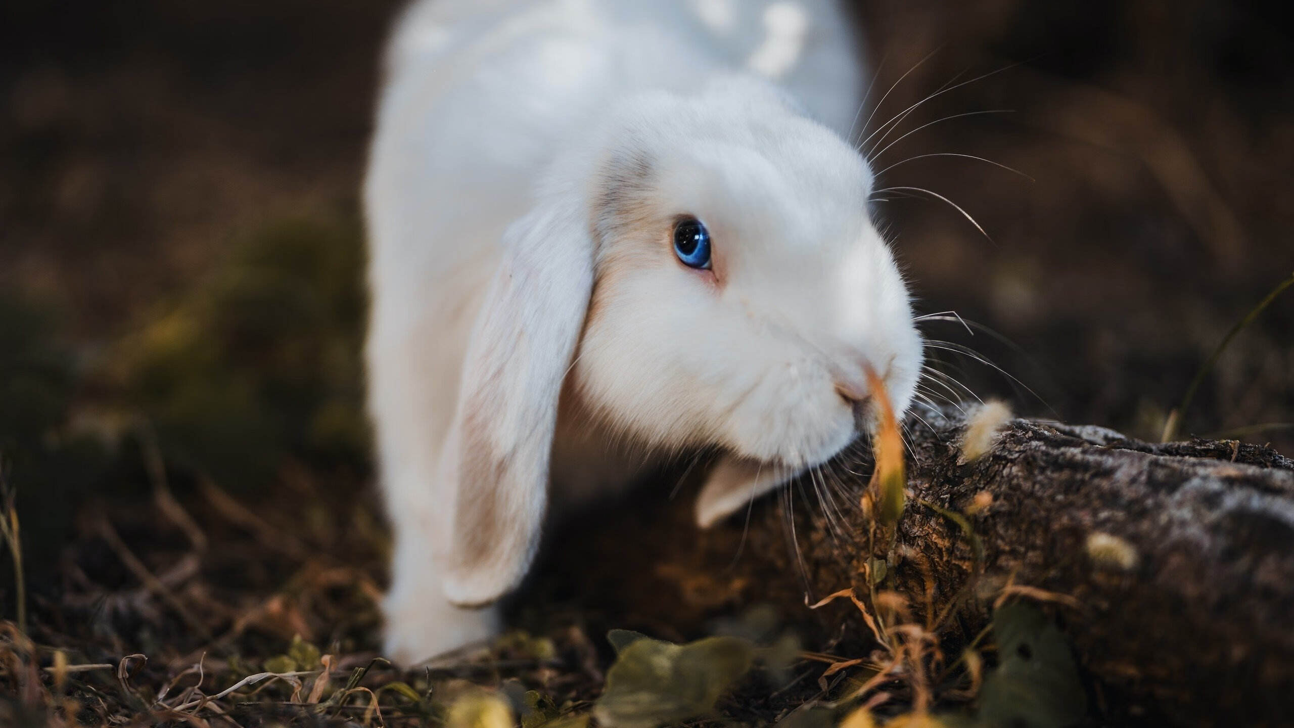 俱乐部公共关系能力建设不足，公共关系部门组建方案
