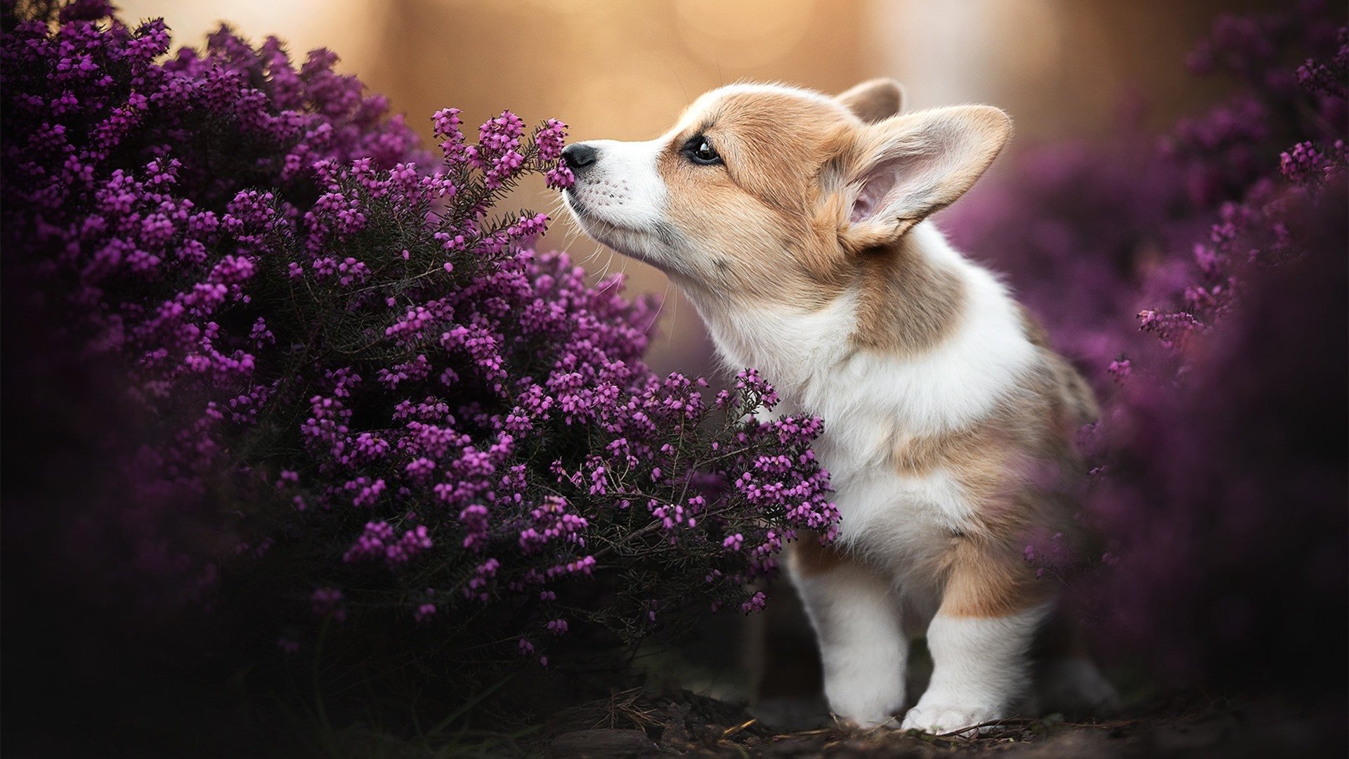 德国队教练:目标锁定前八,德国队教练团队