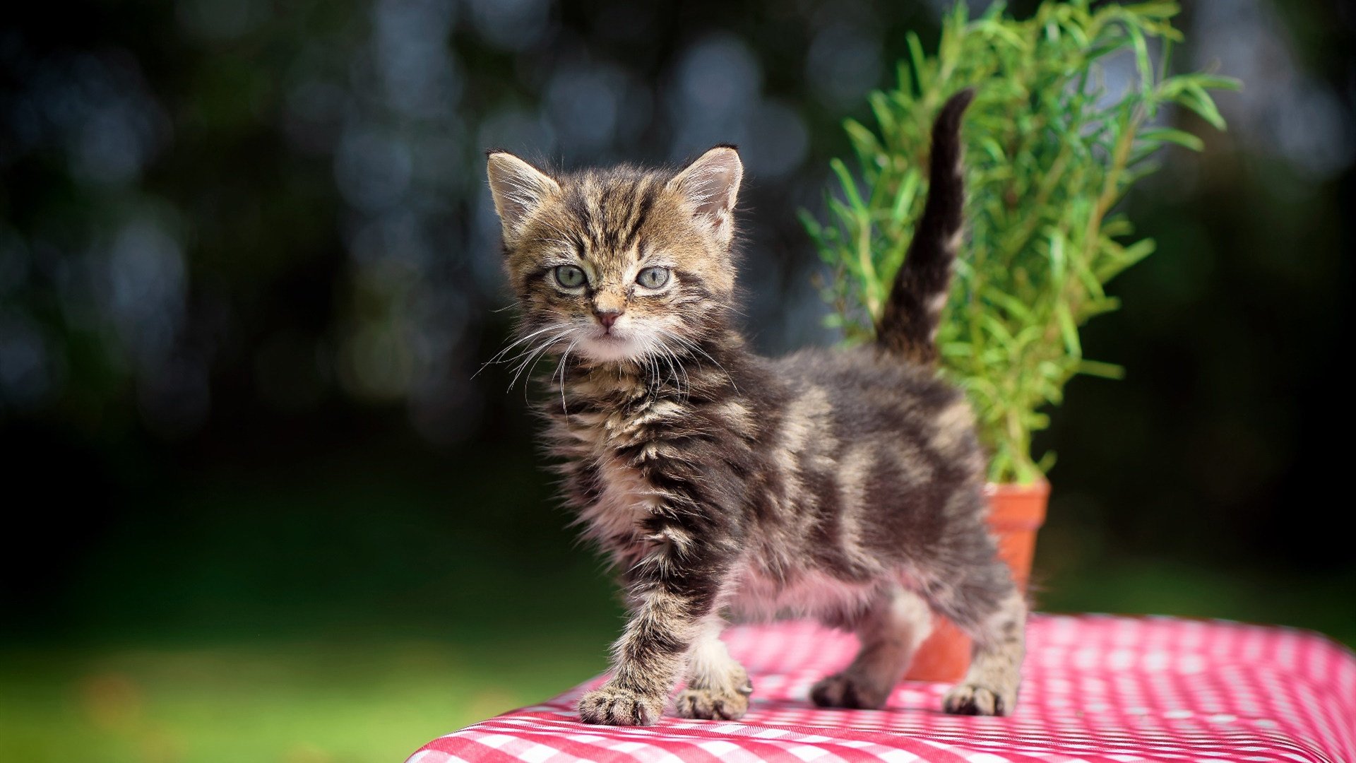 AYX官网-成都誓师百日冲刺，世运进入决战阶段