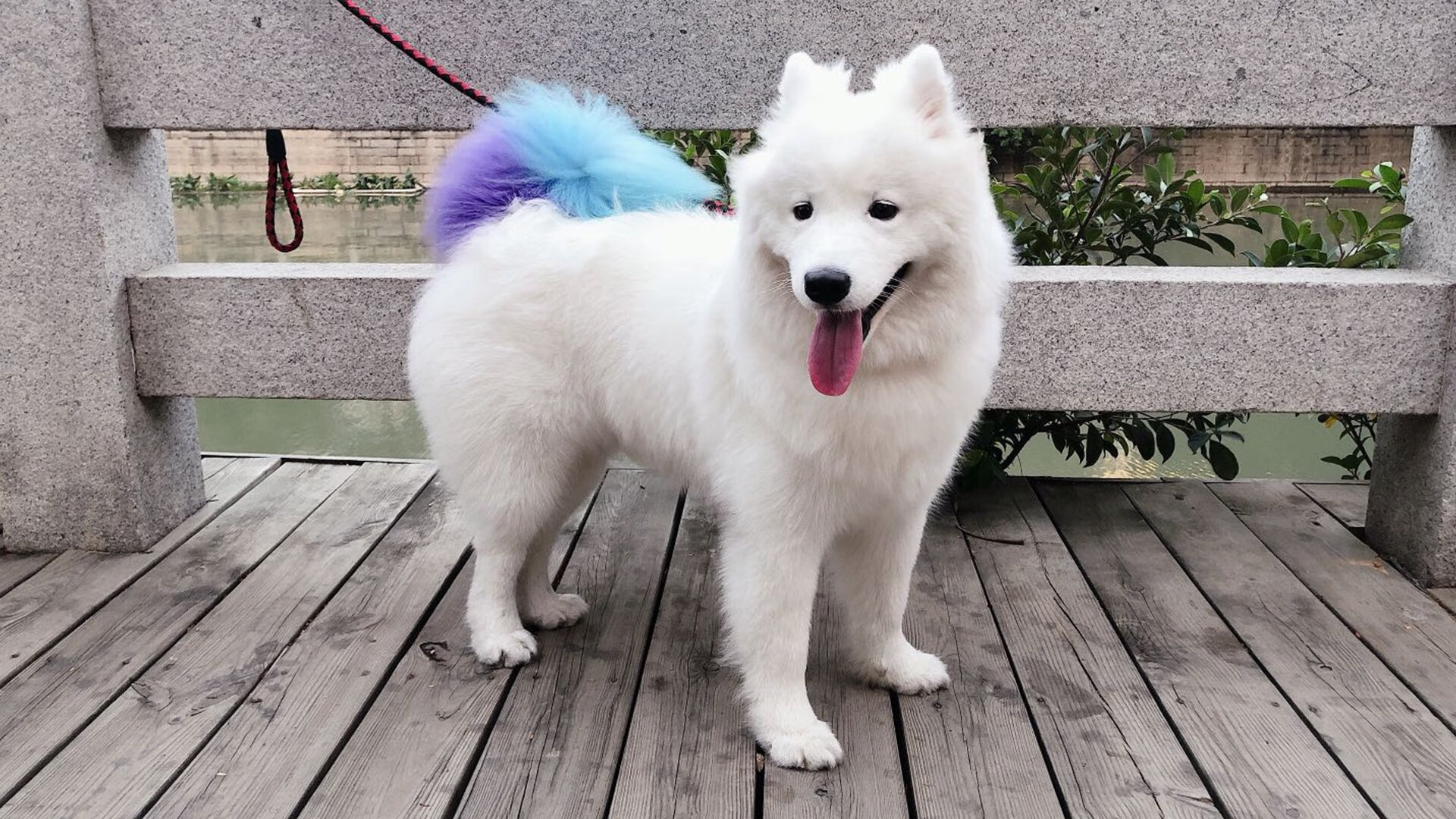 爱游戏娱乐-美国队的亮眼表现：国际乒联混合团体世界杯精彩回顾，2021美国世乒赛