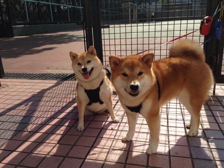 南非羚羊队:强大防守与快速反击,展现攻防平衡之美,南非羚羊银币