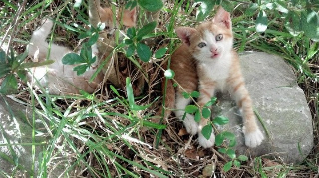 AYXSPORTSAPP-社区橄榄球助力全民健身，以全民健身助力全民健康